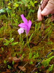 Media resource of Arethusa bulbosa