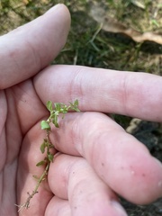 Lysimachia minima