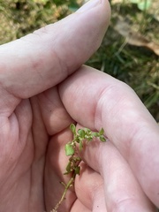 Lysimachia minima