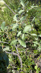 Elaeagnus commutata
