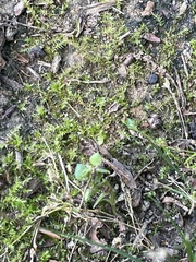 Lysimachia minima