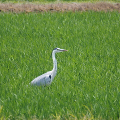 Ardea cinerea