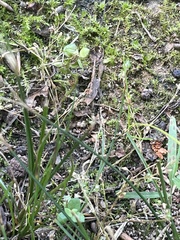 Lysimachia minima