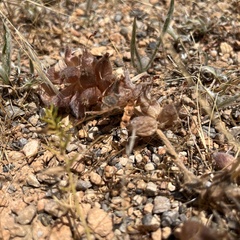 Tripodion tetraphyllum