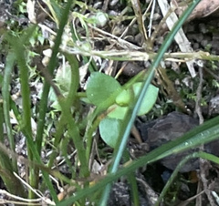 Lysimachia minima
