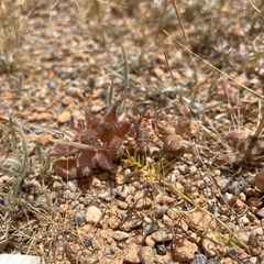 Tripodion tetraphyllum