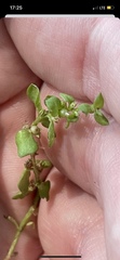 Lysimachia minima