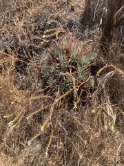 Dudleya virens hassei