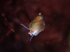 Phasianellidae