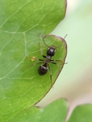 Lasius