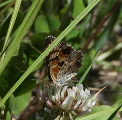 Phyciodes picta