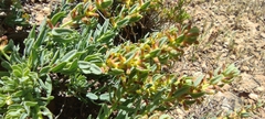 Thymelaea
