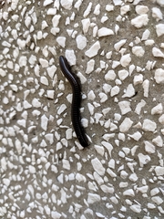 Acanthoiulus fuscipes