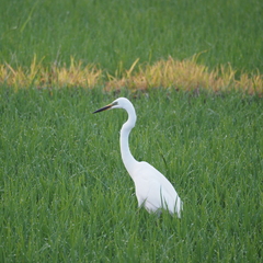 Ardea alba