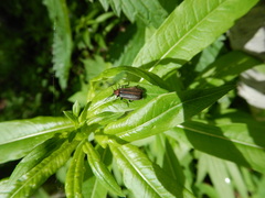 Schizotus cervicalis