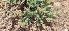 Thymelaea