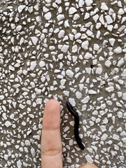 Acanthoiulus fuscipes