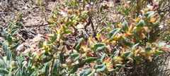 Thymelaea
