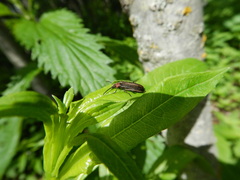 Schizotus cervicalis