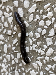 Acanthoiulus fuscipes