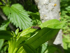 Schizotus cervicalis