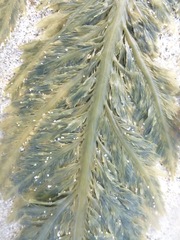 Desmarestia ligulata