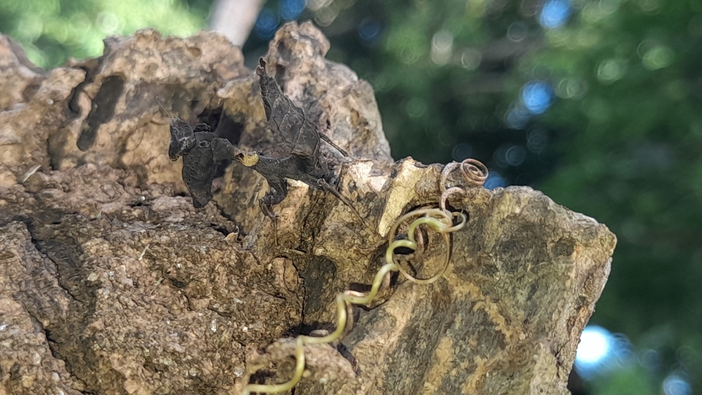 Boxer Mantis