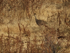 Nothoprocta cinerascens