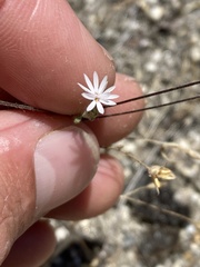 Lessingia leptoclada