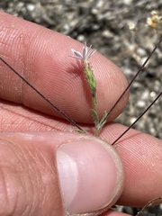 Lessingia leptoclada