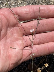 Lessingia leptoclada