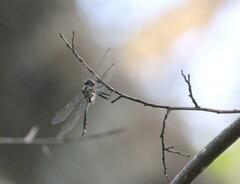 Somatochlora provocans