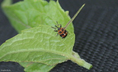 Leptoschoinus