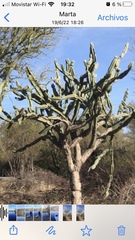 Cereus hankeanus