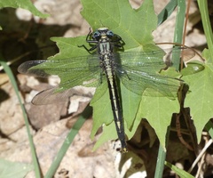Arigomphus cornutus