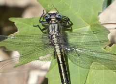 Arigomphus cornutus