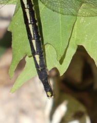 Arigomphus cornutus