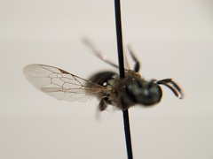 Andrena primulifrons