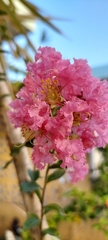 Lagerstroemia indica