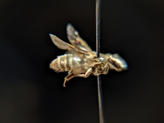 Andrena primulifrons