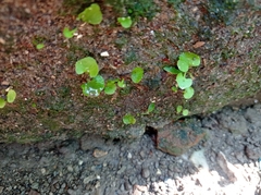 Adiantum digitatum