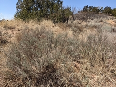 Andrena primulifrons