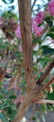Lagerstroemia indica