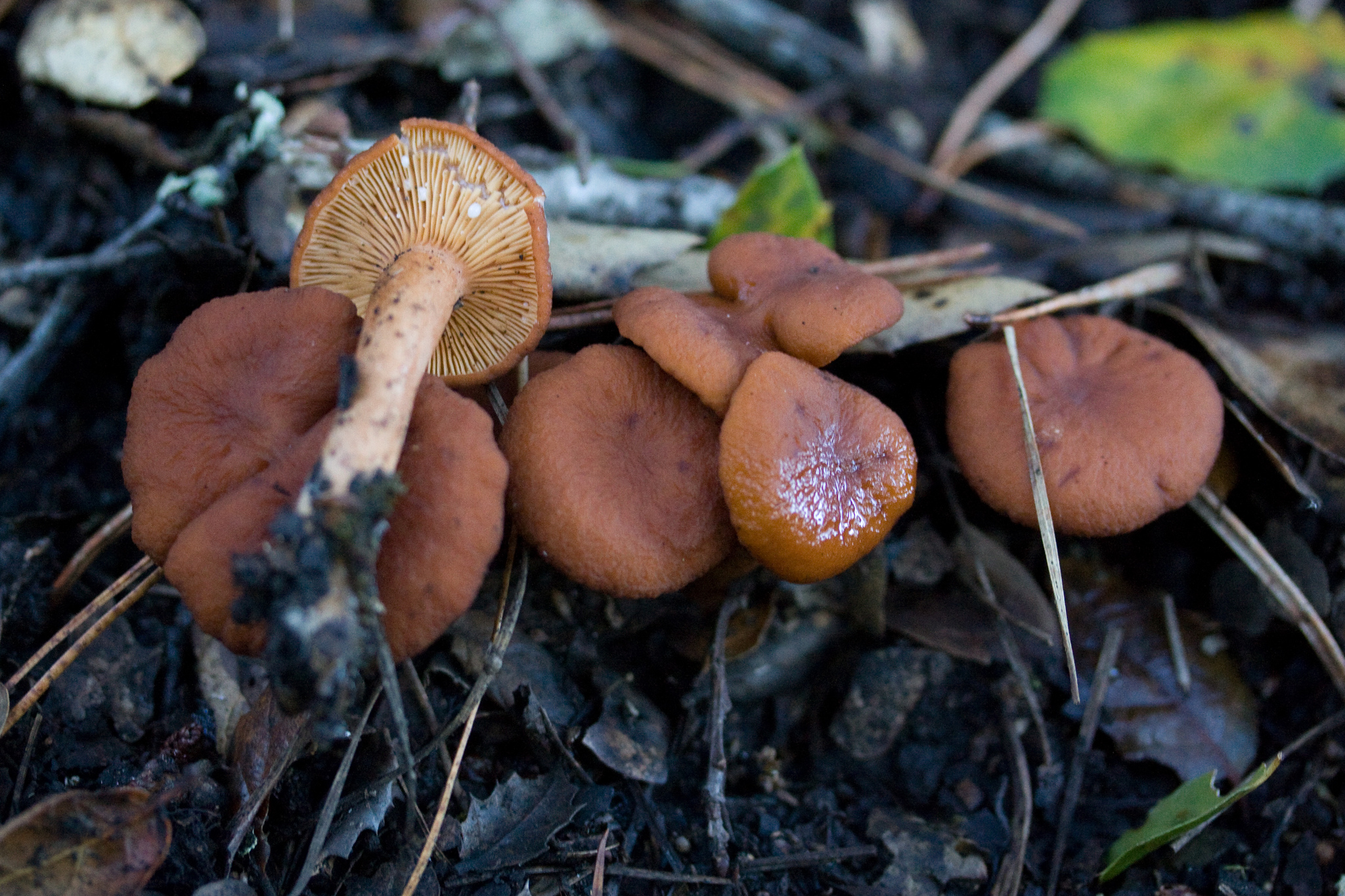 Lactarius rubidus image