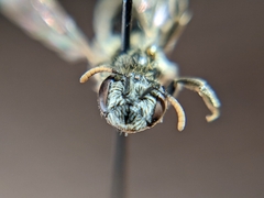 Andrena primulifrons