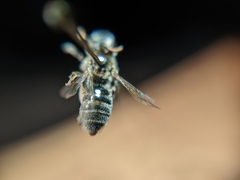 Andrena primulifrons