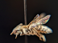 Andrena primulifrons