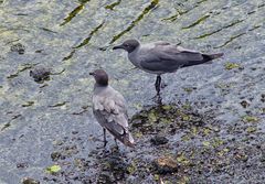 Leucophaeus fuliginosus