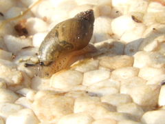 Succinea meridionalis