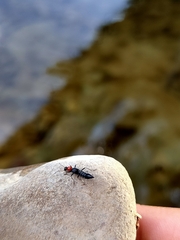 Paederidus ruficollis